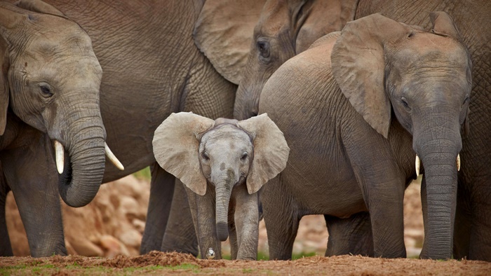 Baby Elephant with Adult Elephants in Wildlife 4K