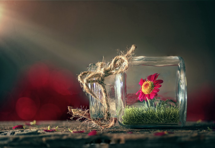 Still Life Photography of a Flower in a Glass Jar