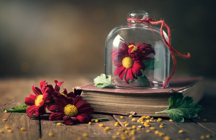 Red Gerbera Flowers in a Jar on a Book