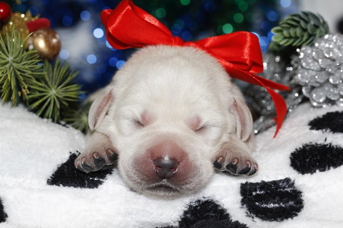 Labrador Retriever puppy with Christmas ornaments