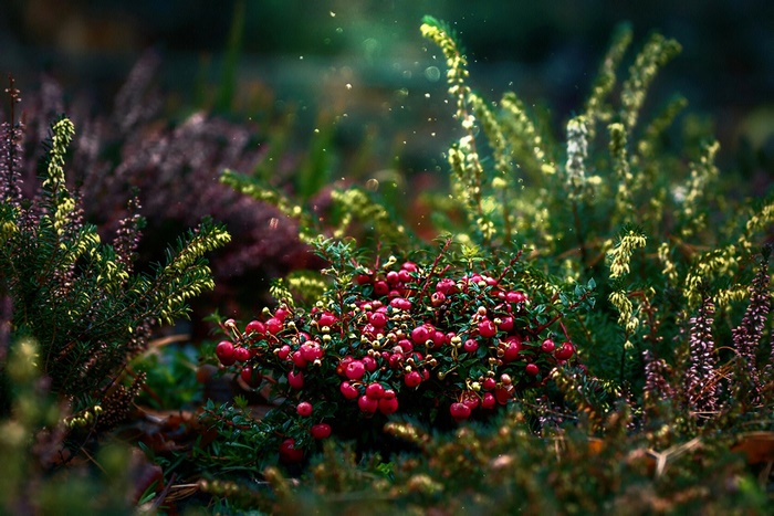 Close up of red berries and heather with bokeh