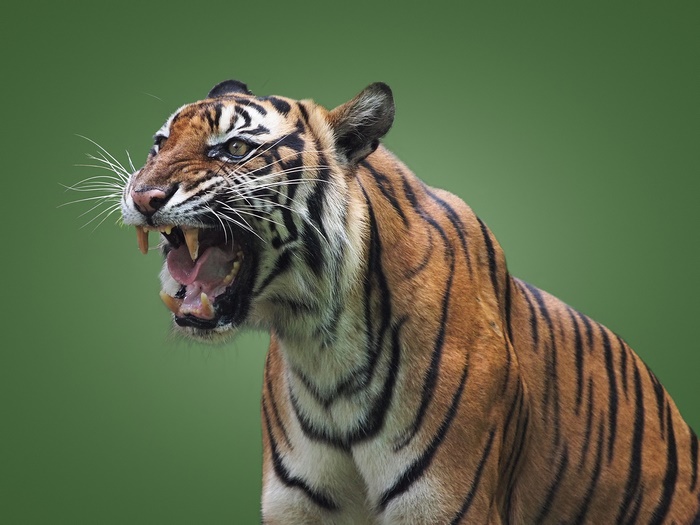 Tiger showing its teeth and mouth