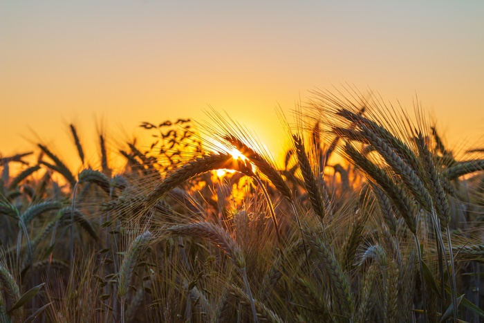 Wheat field at sunset 4K