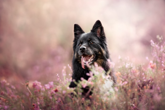 Black dog sitting in heather