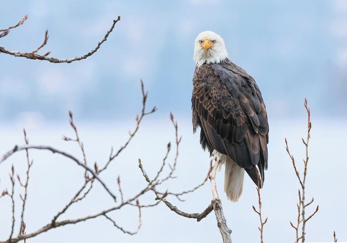 Bald Eagle perched on a branch