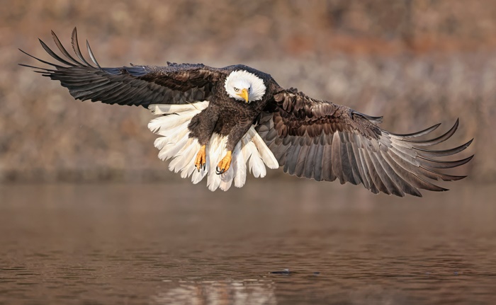 Bald Eagle in Flight Over Water