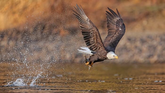 Bald Eagle catches fish in water