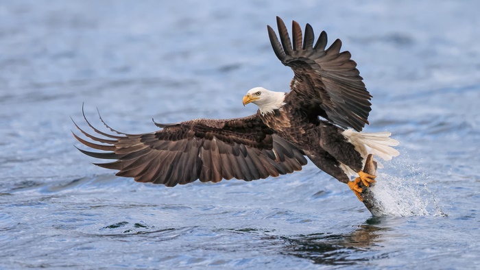 Bald Eagle catching a fish in water