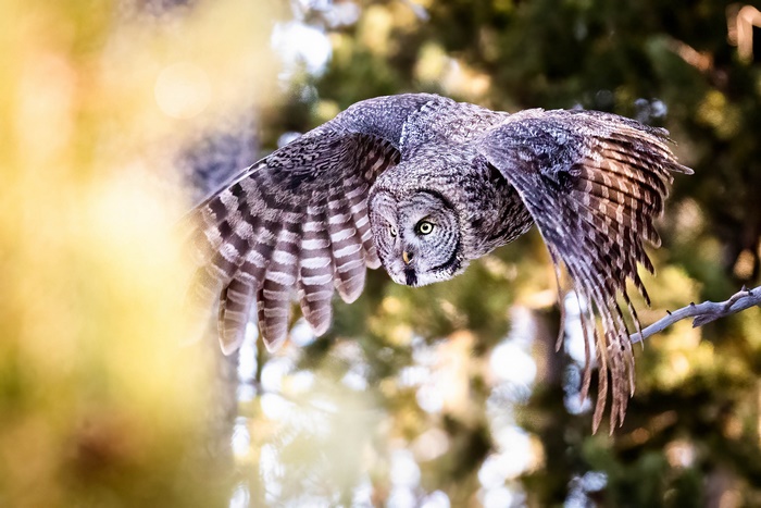 Great Gray Owl in flight