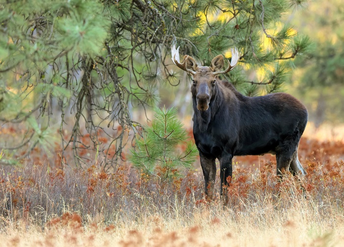 Moose in a forest setting
