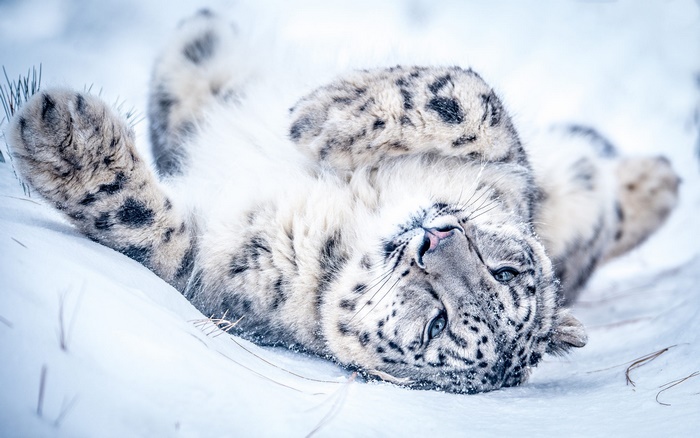 Snow Leopard Relaxing in Snowy Wilderness