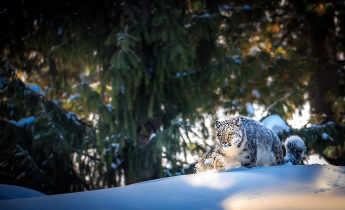 Snow Leopard in Snowy Forest