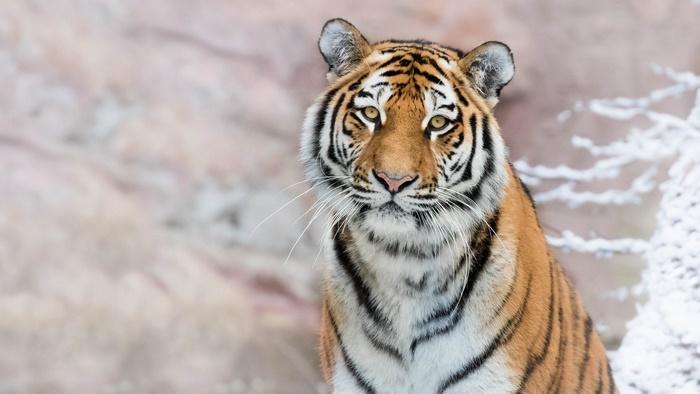 Tiger in a snowy environment