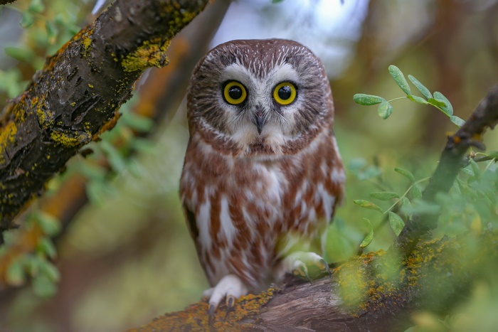 Northern Saw-whet Owl on a Branch