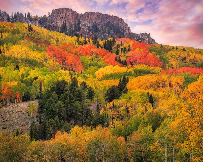 Autumn Aspen Forest on San Juan Mountains, Colorado
