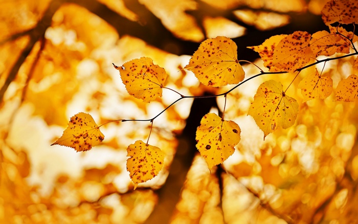 Yellow autumn leaves on a branch