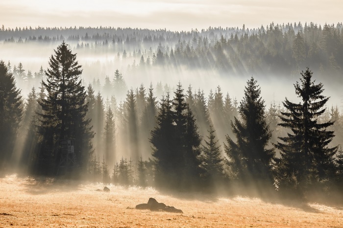 Sunbeams through foggy fir forest