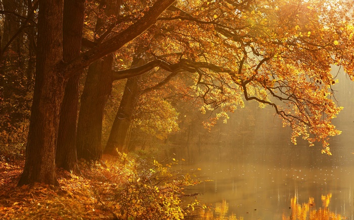 Autumn trees by the water