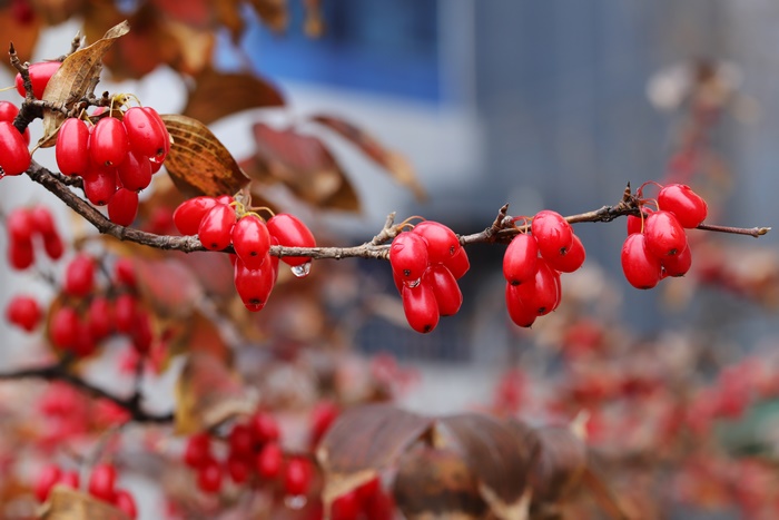 Close up of red berries on a branch with water drops