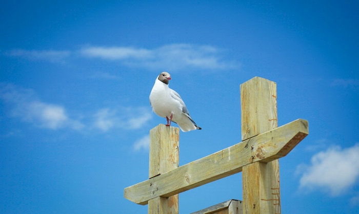 Seagull perched on wooden post against blue sky