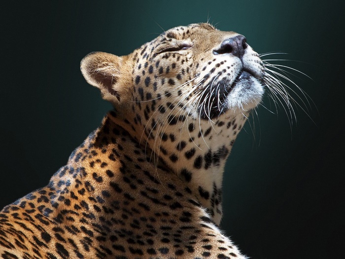 Leopard with eyes closed in profile