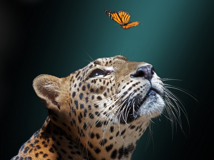 Leopard looking up at a butterfly