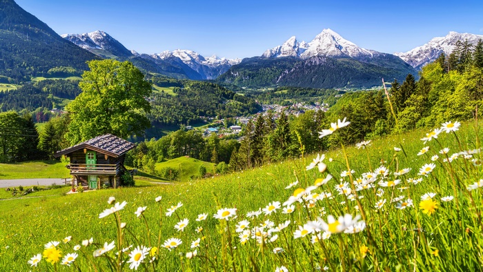 Alpine meadow with daisies and mountains