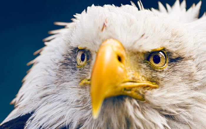 Close-up of a Bald Eagle's face