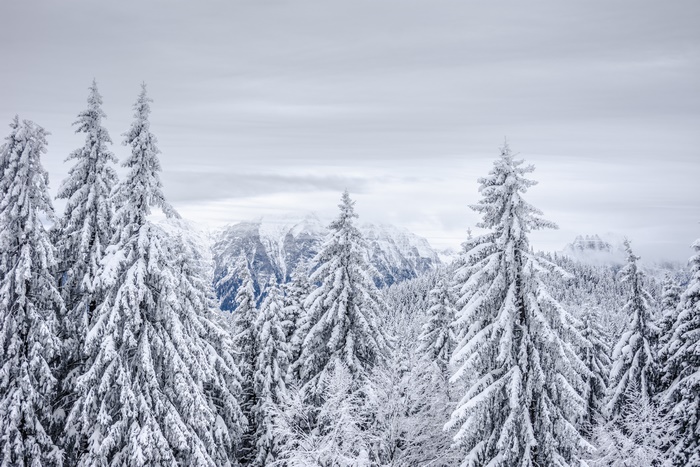 Snow-covered spruce forest with mountains in the background