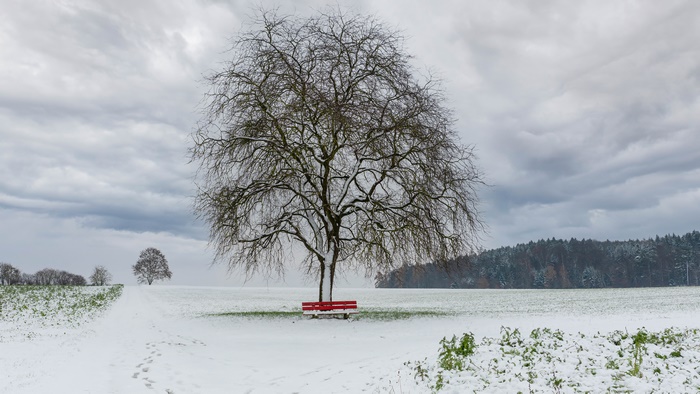 Winter field with a bare tree and red bench