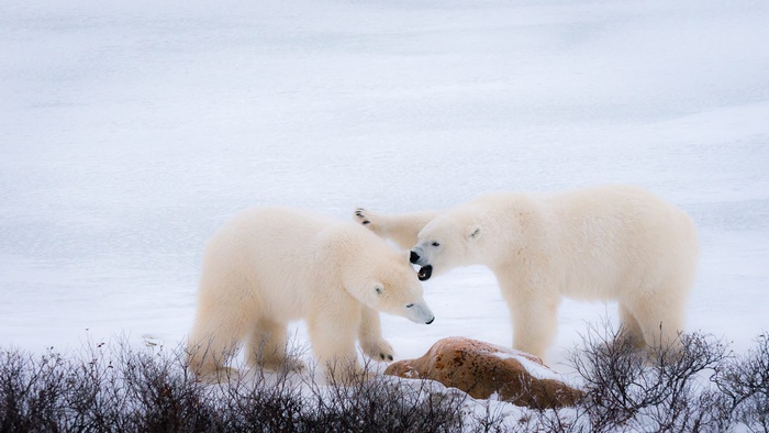 Two polar bears fighting in the snow