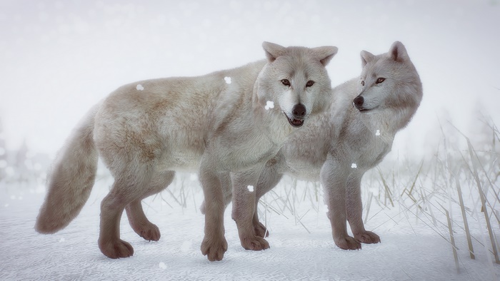 Two Arctic Wolves in a Snowy Landscape