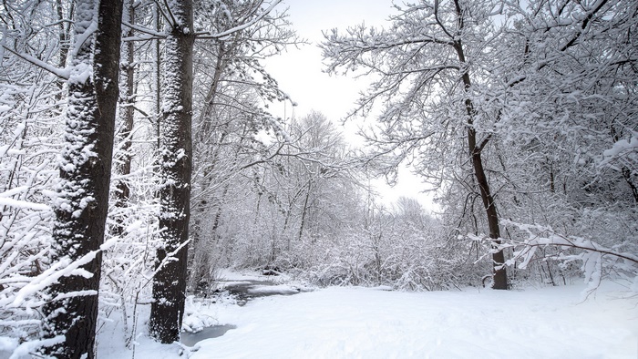 Winter forest with snow-covered trees and a stream