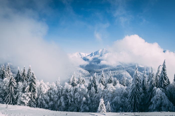 Winter mountain landscape with snow-covered fir trees and clouds