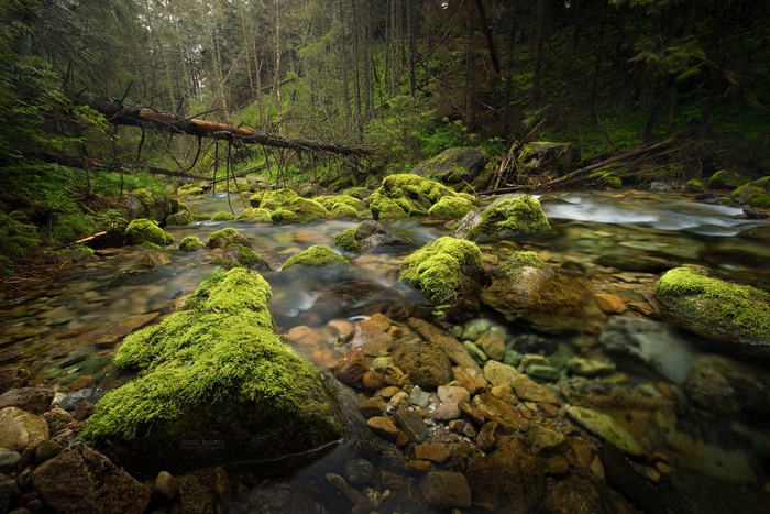 Mossy rocks in a forest stream