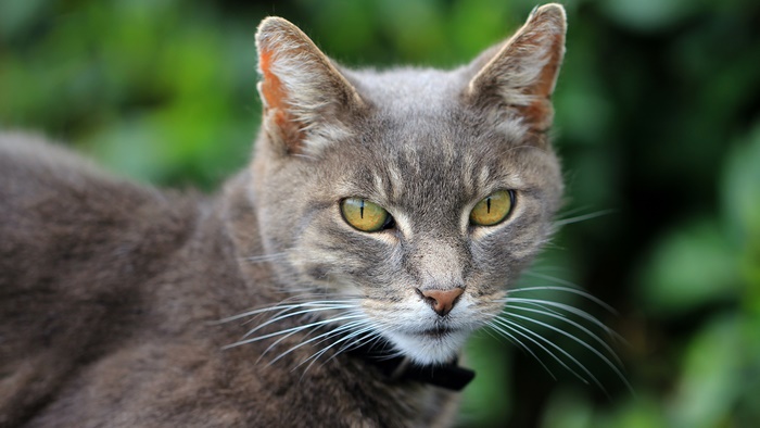 Gray tabby cat with yellow eyes