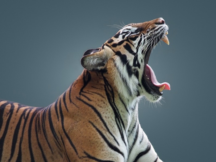 Tiger yawning with mouth wide open