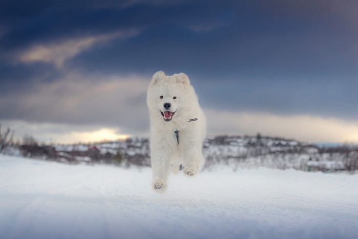 Samoyed dog running in the snow