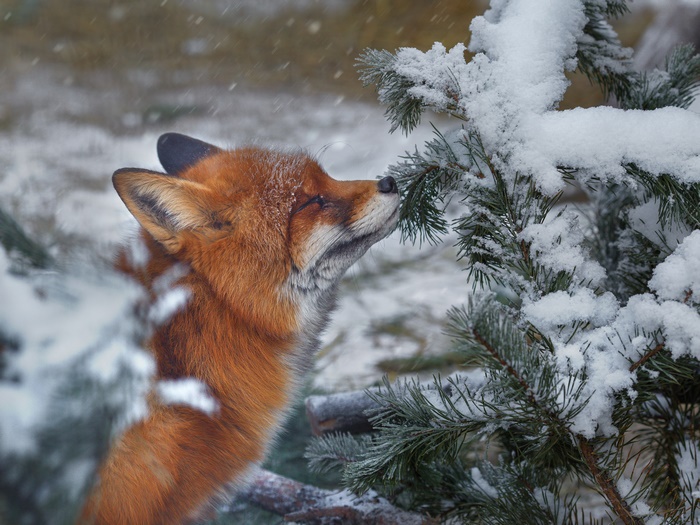 Fox sniffing a snow-covered pine tree in winter