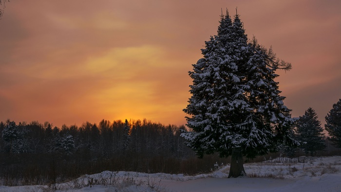 Winter sunset with snow-covered spruce trees