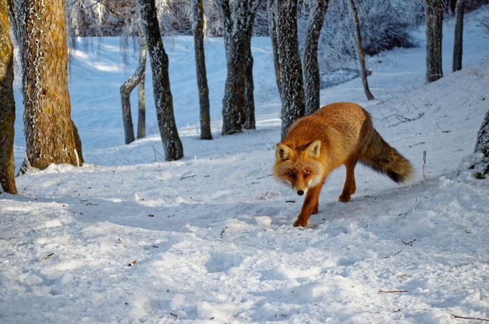 Fox walking in a snowy forest