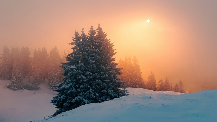 Winter forest with fog and sunset
