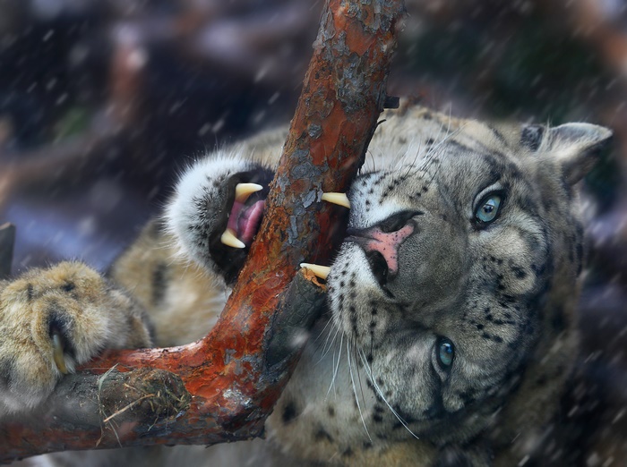 Snow leopard biting a tree branch