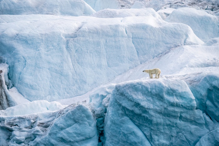 Polar bear on a glacier
