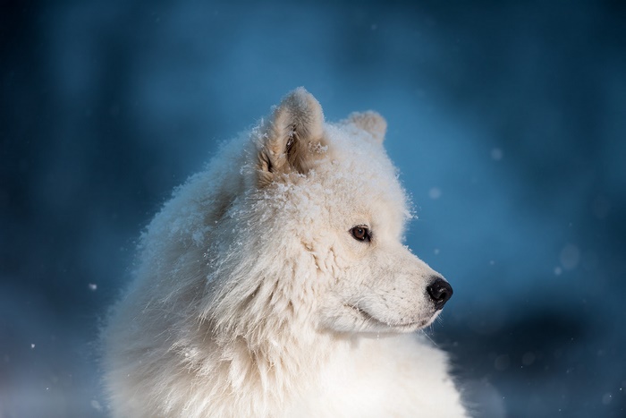 White Samoyed dog covered in snow