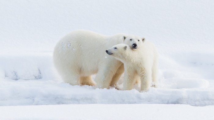 Polar bear with cub in snowy landscape