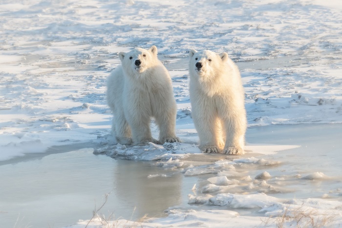 Two polar bears stand on ice near water