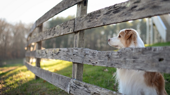 Border Collie Dog Looking Through Wooden Fence