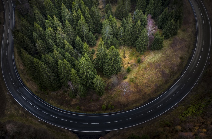 Aerial View of Fir Tree Forest and Curved