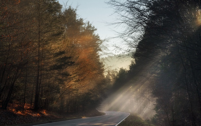 Road through a forest with sunbeams